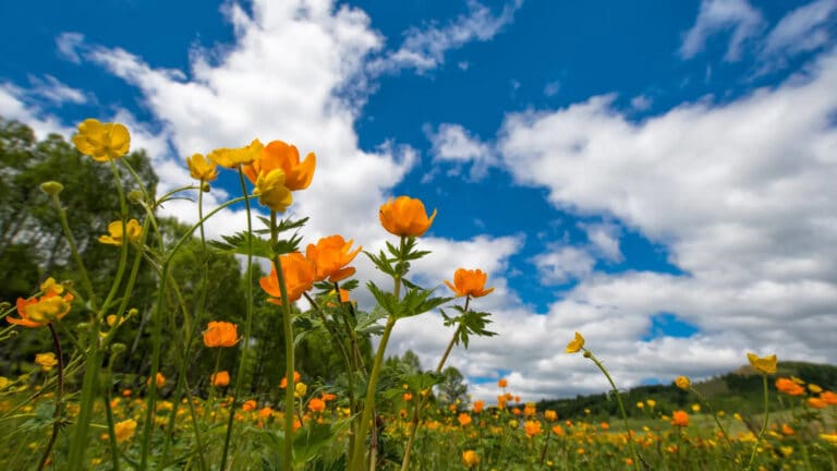 10 Great Versions of Standard “Spring is Here”